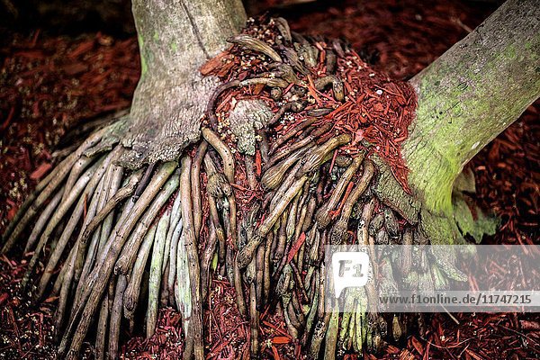 Root System Of A Solitaire Palm Tree Ptychosperma Elegans With A Double Trunk Florida Usa