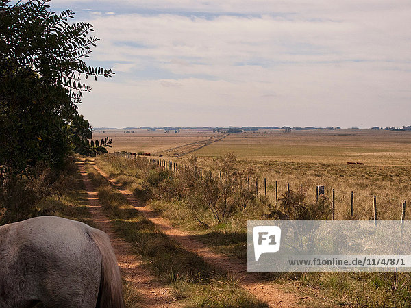 Criollo horse on dirt track  Uruguay