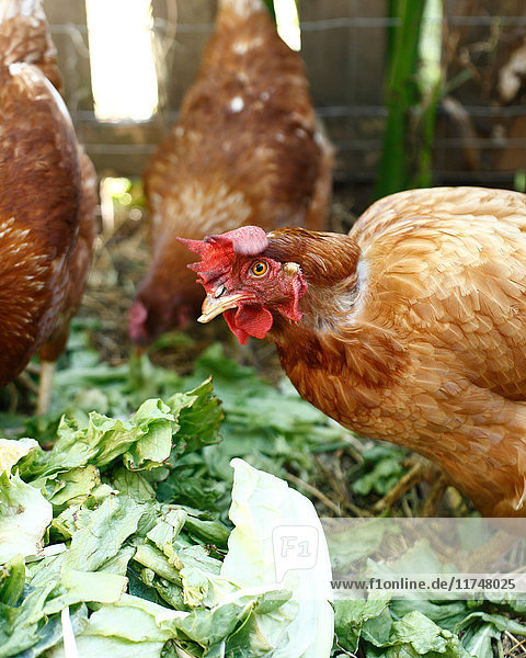 Drei Hühner auf Bio-Bauernhof