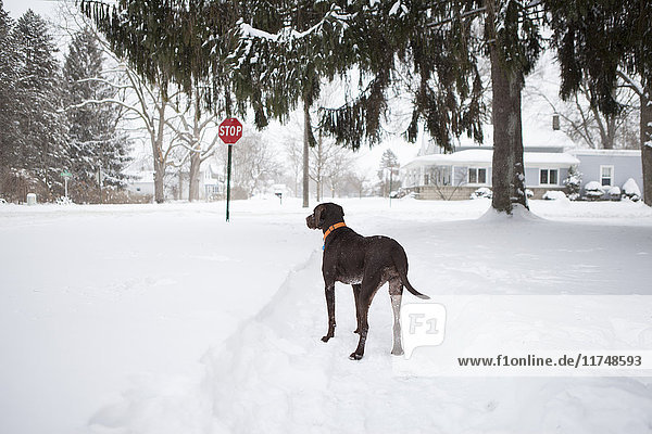 Wachhund steht vor einem Haus im Schnee  Petersburg  Michigan  USA