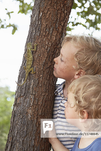 Two young boys watching chameleon climb tree