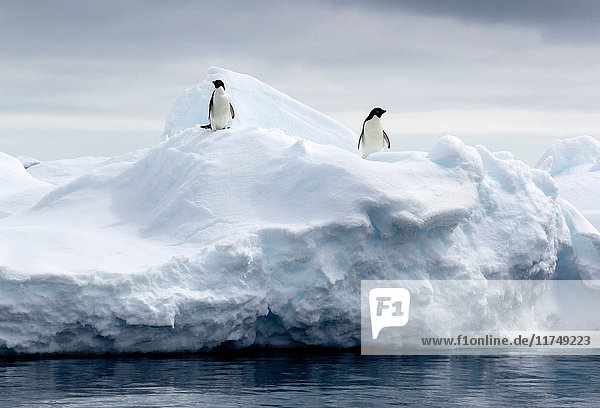 Adelie-Pinguine auf Eisscholle im Südpolarmeer  180 Meilen nördlich der Ostantarktis  Antarktis