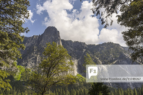 View of mountains and trees  Yosemite National Park  California  USA