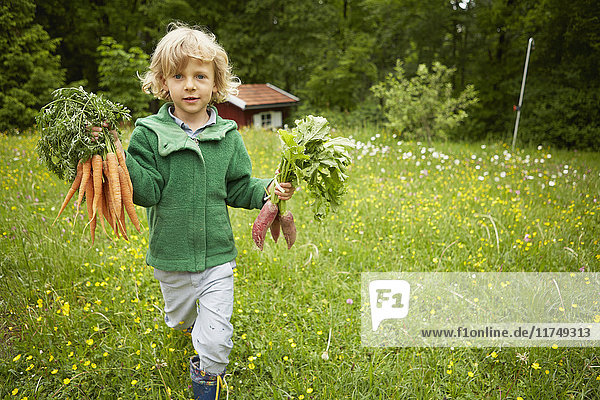Portrait of boy carrying bunches of carrots across garden