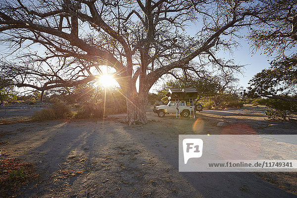 Geländewagen geparkt bei großem Baum  Sonnenuntergang  Gweta  makgadikgadi  Botswana