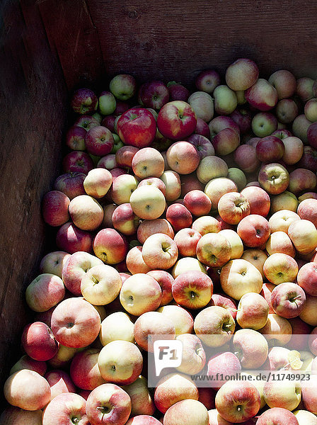 Eine Kiste voller Äpfel