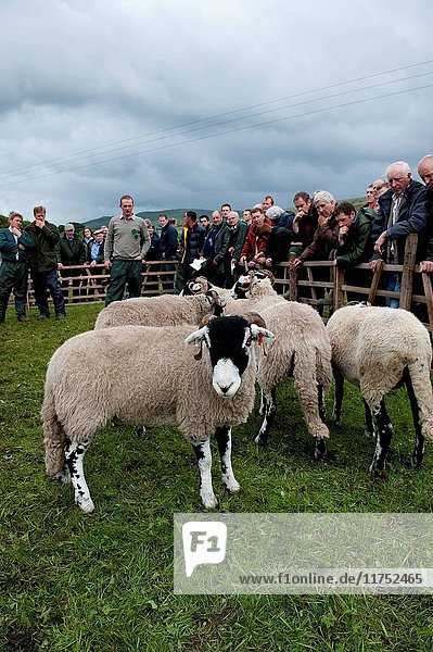 Swaledale ewes being showed at Muker Show. North Yorkshire. (Photo by: Wayne Hutchinson/Farm Images/UIG)