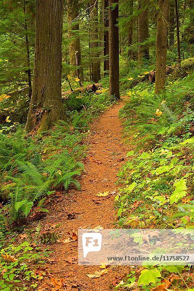 Clackamas River Trail  Clackamas Wild and Scenic River  West Cascades Scenic Byway  Mt Hood National Forest  Oregon.