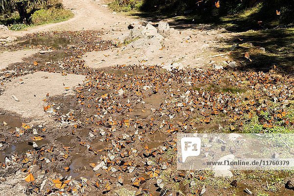 Central America  Mexico  State of Michoacan  Angangueo  Reserve of the Biosfera Monarca El Rosario  monarch butterfly (Danaus plexippus)  Butterflies died during the wintering period from November to March in oyamel pine forests (Abies religiosa).