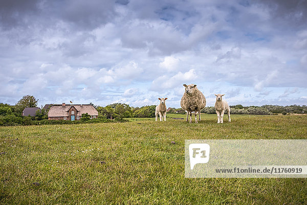 Schafe auf dem Deich  Morsum  Sylt  Schleswig-Holstein  Deutschland  Europa