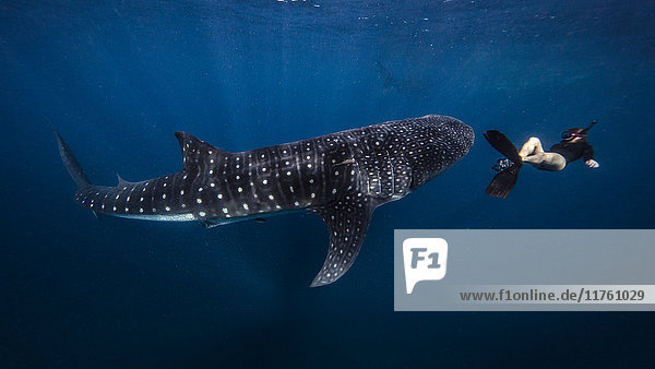 Taucher beim Schwimmen mit Walhai  Unterwassersicht  Cancun  Mexiko