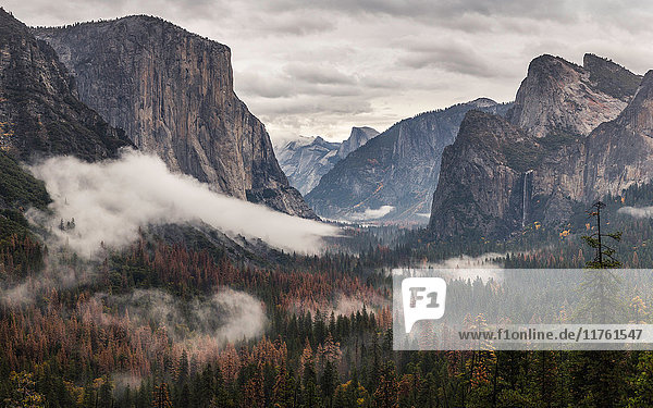 Erhöhte Ansicht des Waldnebels im Tal  Yosemite National Park  Kalifornien  USA