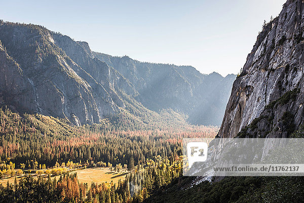 Erhöhter Blick auf den Talwald  Yosemite National Park  Kalifornien  USA