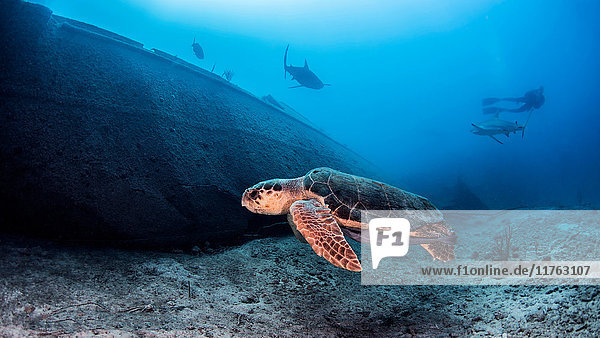 Meeresschildkröte Unterwasser-Ansicht Nassau Bahamas