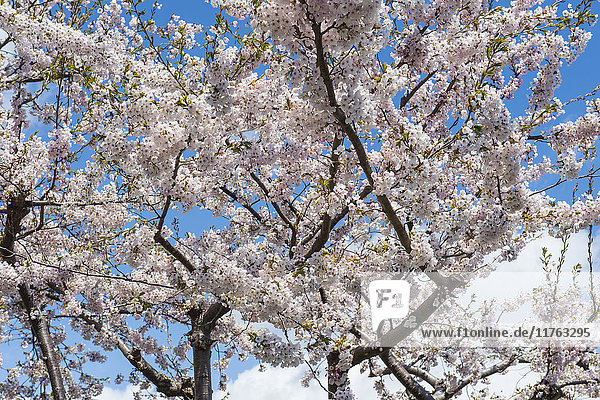 Blühender Kirschbaum  Bezirk Motomachi  Hakodate  Hokkaido  Japan  Asien