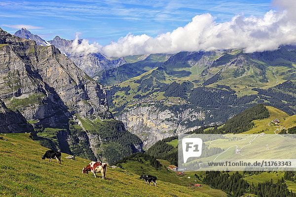 Blick von der Kleinen Scheidegg auf Murren und das Lauterbrunnental  Grindelwald  Berner Oberland  Schweiz  Europa