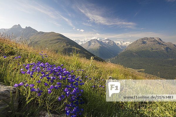 Grüne Wiesen und Blumen umrahmen die hohen Gipfel  Muottas Muragl  Samedan  Kanton Graubünden  Engadin  Schweiz  Europa