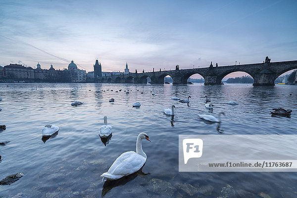 Weiße Schwäne auf der Moldau und die historische Karlsbrücke bei Sonnenaufgang  UNESCO-Weltkulturerbe  Prag  Tschechische Republik  Europa