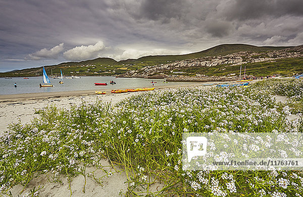 Seerocke am Strand von Derrynane House  Ring of Kerry  Grafschaft Kerry  Munster  Republik Irland  Europa