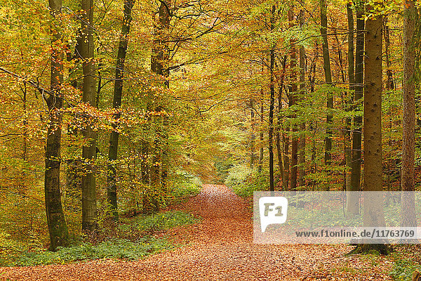 Herbstlicher Wald bei Kastel-Staadt  Rheinland-Pfalz  Deutschland  Europa