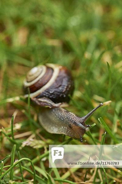 A white-lipped snail on grass in a garden in Oxfordshire  England  United Kingdom  Europe