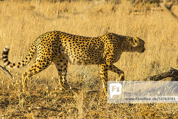 South African cheetah (Acinonyx jubatus jubatus)  Kalahari Transfrontier Park  South Africa  Africa