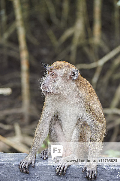 Long-tailed macaque on roadside in a mangrove forest  Langkawi  Malaysia  Southeast Asia  Asia