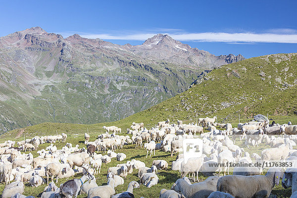 Schafe auf den grünen Weiden  umgeben von felsigen Gipfeln  Val Di Viso  Camonica-Tal  Provinz Brescia  Lombardei  Italien  Europa