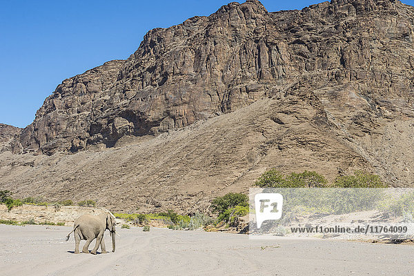 Wüstenelefant (Afrikanischer Buschelefant) (Loxodonta africana)  Khurab-Reservat  Nord-Namibia  Afrika