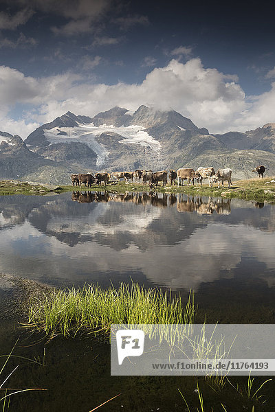 Kühe grasen auf grünen Weiden rund um den Alpensee  Val Bugliet  Kanton Graubünden  Engadin  Schweiz  Europa