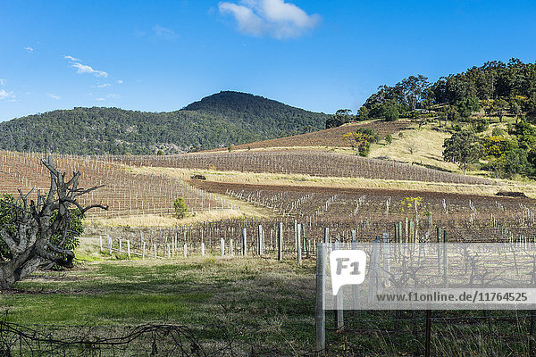 Blick über die Weinregion Hunter Valley  New South Wales  Australien  Pazifik