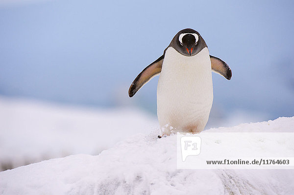 A gentoo penguin (Pygoscelis papua)  Petermann Island  Antarctica  Polar Regions