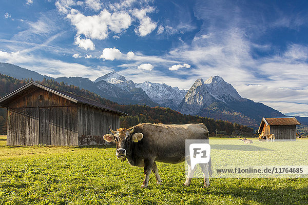 Cow in the green pastures framed by the high peaks of the Alps  Garmisch Partenkirchen  Upper Bavaria  Germany  Europe