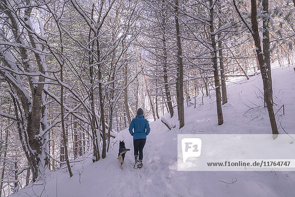 Young woman and dog walking through winter woods in the snow  United States of America  North America