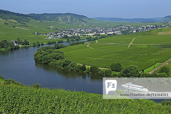 Vineyards near Trittenheim  Moselle Valley  Rhineland-Palatinate  Germany  Europe