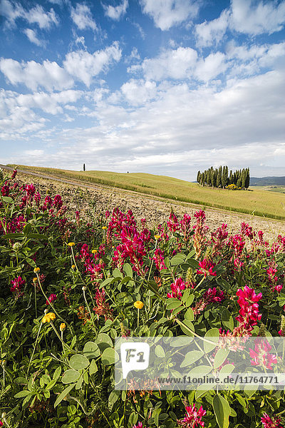 Rote Blumen umrahmen die sanften grünen Hügel des Val d'Orcia  UNESCO-Weltkulturerbe  Provinz Siena  Toskana  Italien  Europa