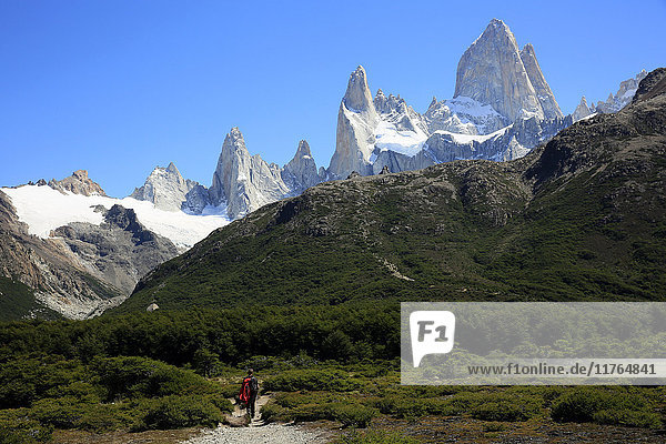 Trekking under Monte Fitz Roy  El Chalten  Argentine Patagonia  Argentina  South America