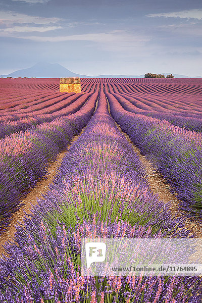 Haus in einem Lavendelfeld bei Sonnenuntergang  Plateau de Valensole  Alpes-de-Haute-Provence  Provence-Alpes-Cote d'Azur  Frankreich  Europa