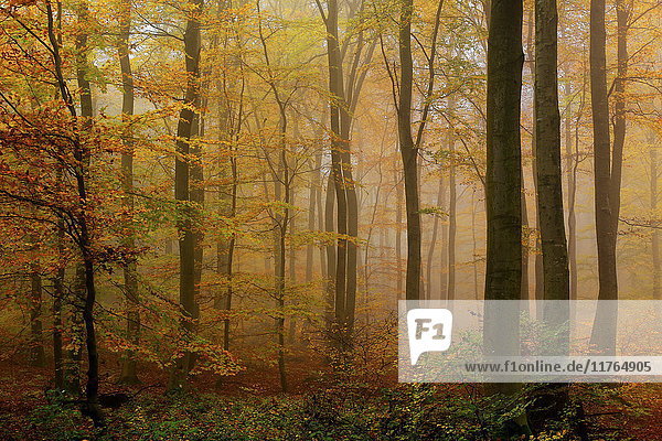 Herbstlicher Wald  Kastel-Staadt  Rheinland-Pfalz  Deutschland  Europa