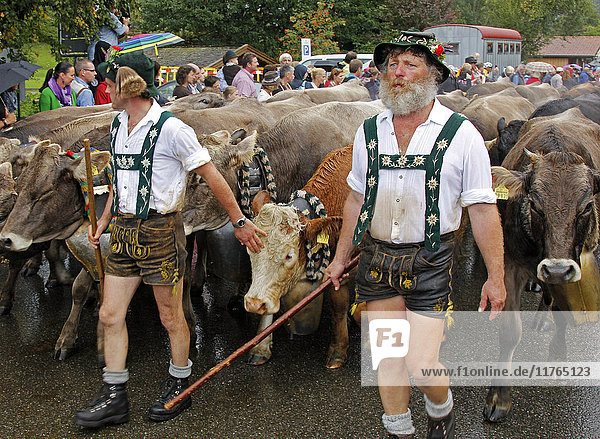 Viehscheid  Annual Driving down of the Cattle from the Summer Mountain Pastures to the Valley  Obermaiselstein  Bavaria  Germany  Europe