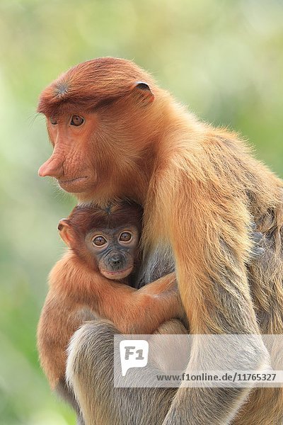 Proboscis Affe Mutter und Baby  Borneo  Malaysia  Südostasien  Asien
