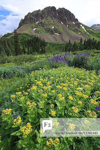 Sommerliche Wildblumen in den San Juan Mountains von Colorado  Colorado  Vereinigte Staaten von Amerika  Nordamerika