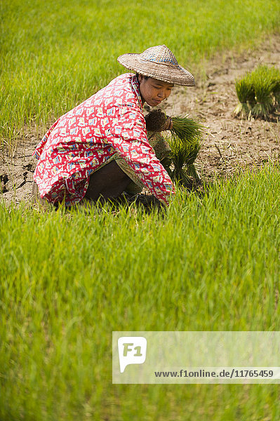 Eine Frau erntet jungen Reis in Bündeln für die Neubepflanzung  Bundesstaat Kachin  Myanmar (Birma)  Asien