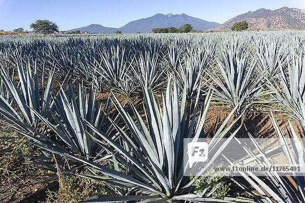 Tequila wird aus der blauen Agave im Bundesstaat Jalisco und hauptsächlich in der Umgebung der Stadt Tequila  Jalisco  Mexiko  Nordamerika  hergestellt.