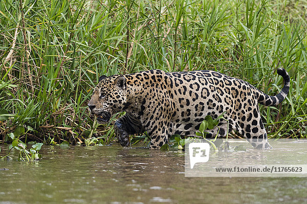 Ein Jaguar (Panthera onca) beim Spaziergang am Ufer des Cuiaba-Flusses  Pantanal  Mato Grosso  Brasilien  Südamerika