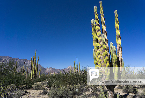 Kakteen in trockener wüstenartiger Landschaft  Baja California  Mexiko  Nordamerika