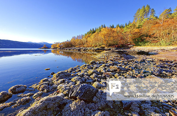 Ein herbstlicher Blick an einem ruhigen  sonnigen Morgen entlang des Ufers von Loch Sunart auf der Halbinsel Ardnamurchan in den schottischen Highlands  Schottland  Vereinigtes Königreich  Europa