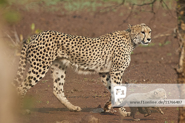 Cheetah (Acinonyx jubatus) mother and cub Kruger National Park South Africa Africa