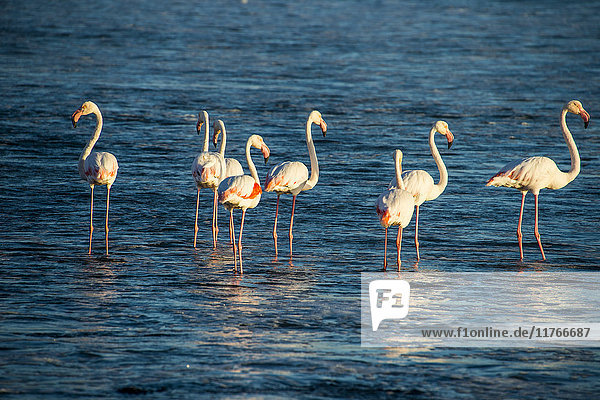 Flamingos im Wasser (Phoenicopteridae)  Luderitz  Namibia  Afrika