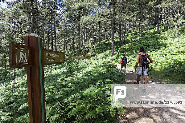 Hikers proceed on the path in the green woods of Col de Bavella (Pass of Bavella) Solenzara Southern Corsica France Europe